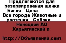 Предлагаются для резервирования щенки Бигля › Цена ­ 40 000 - Все города Животные и растения » Собаки   . Ненецкий АО,Харьягинский п.